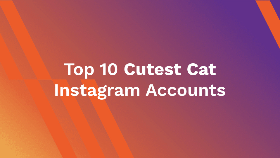Top 10 Cutest Cat Instagram Accounts