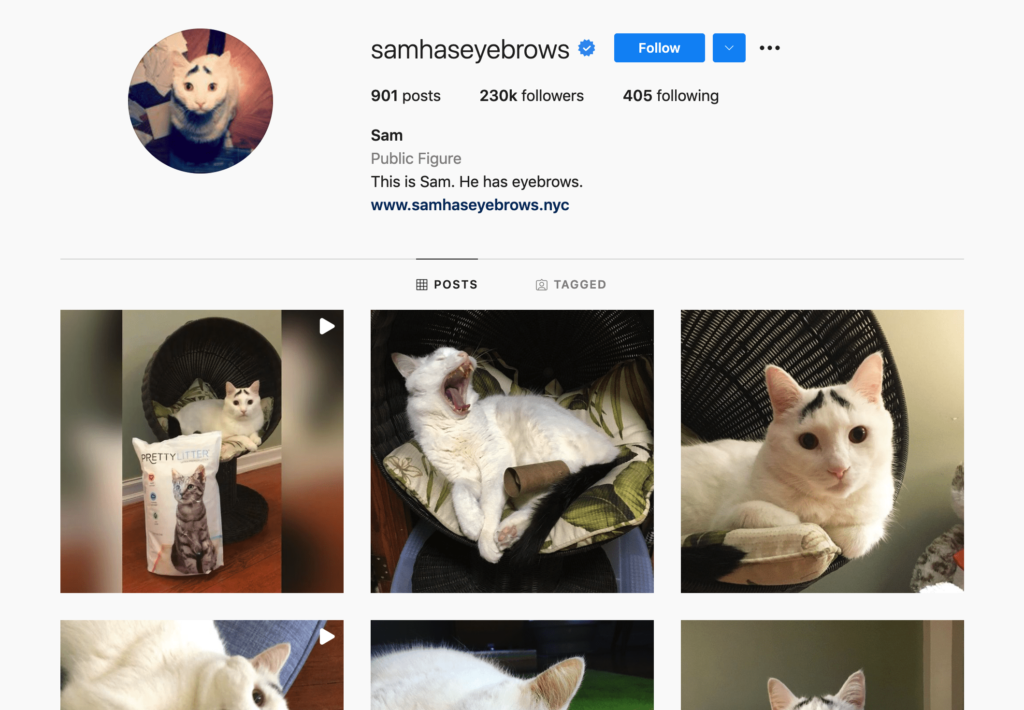 cat @samhaseyebrows