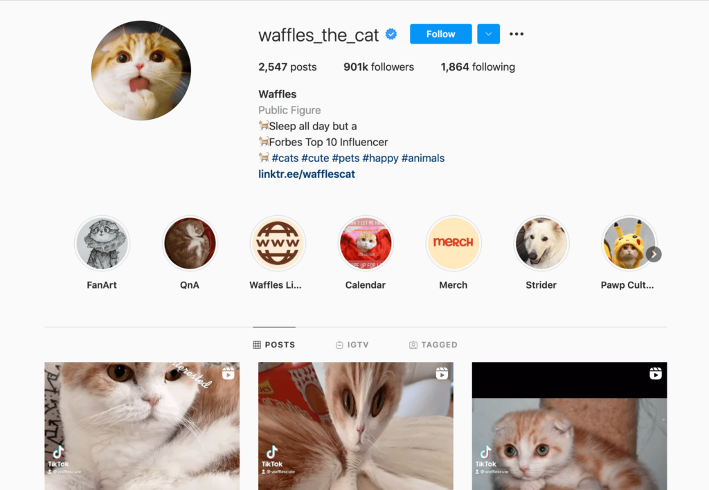 cat @white_coffee_cat
