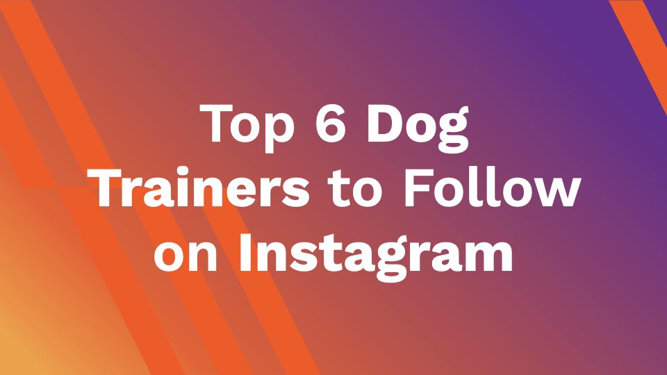 Top 6 Dog Trainers to Follow on Instagram