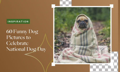 60 Funny Dog Pictures to Celebrate National Dog Day